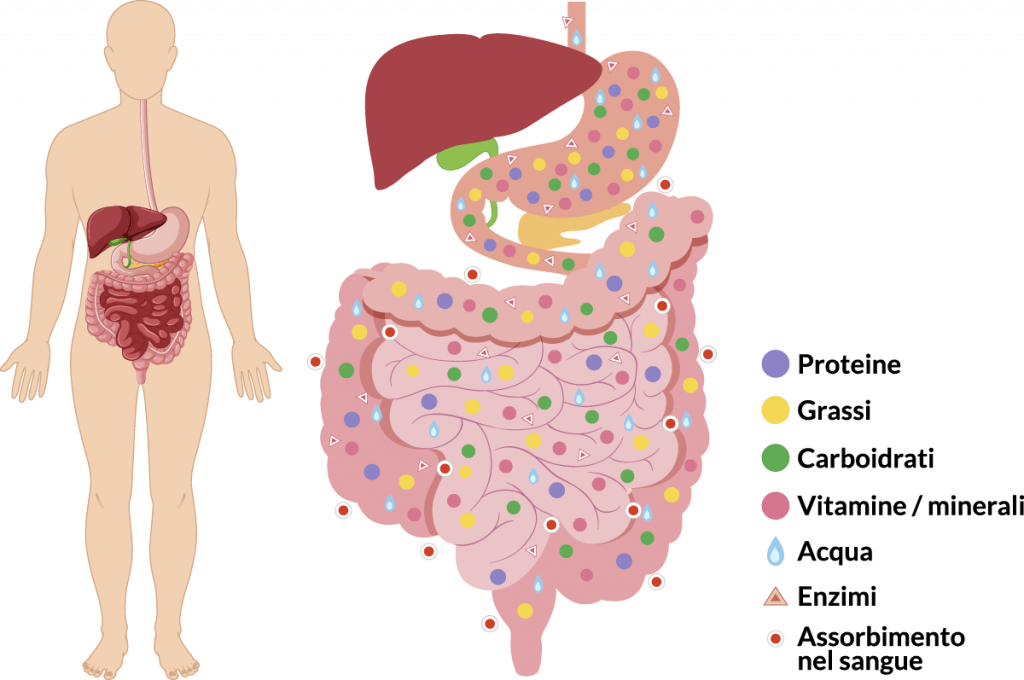 fegato e digestione