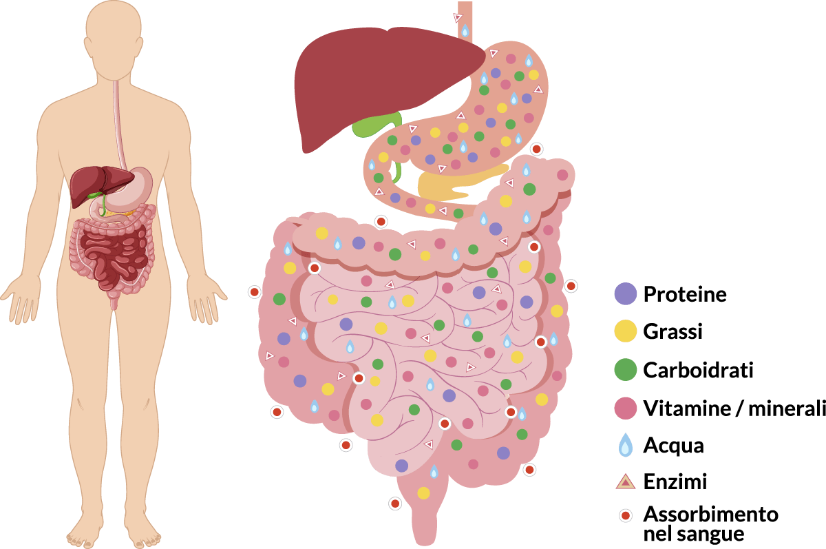 Come funziona la digestione Il Fegato Sano