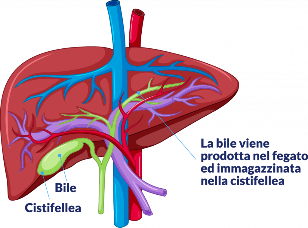 fegato e digestione